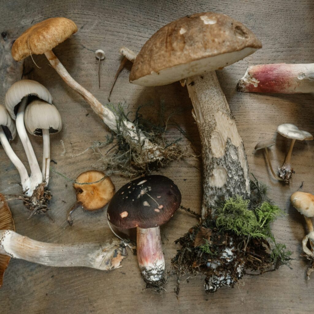 ovehead photo of different varieties of mushrooms