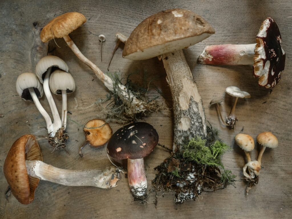 photo of a flatlay of different types of mushrooms