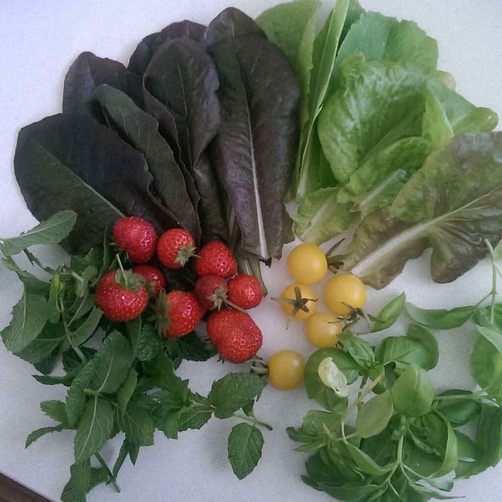photo of tomatoes, herbs and lettuce