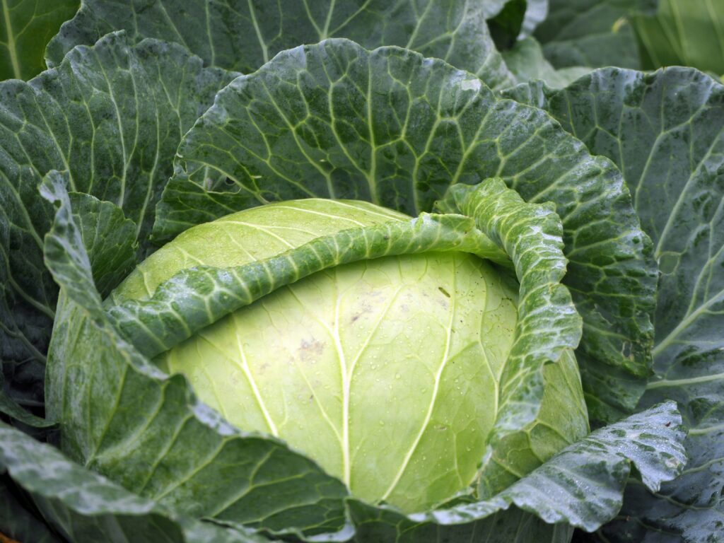 photo of a green cabbage growing in a field